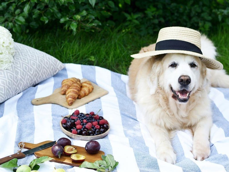 When the sun is shining, a picnic in the park is always plenty of fun. One of the best things about picnics is that they can be as simple or as complicated as you want them to be. Whether you're packing a few sandwiches to enjoy in your garden or packing a full picnic basket to enjoy in a nearby park with treats for the dog. When it comes to picnic spots with a view, we’re spoilt for choice. Our favourite spots for a perfect pooch picnic include Three Cliffs Bay in Swansea, Jubilee Gardens in Devon and Conic Hill in Stirling.