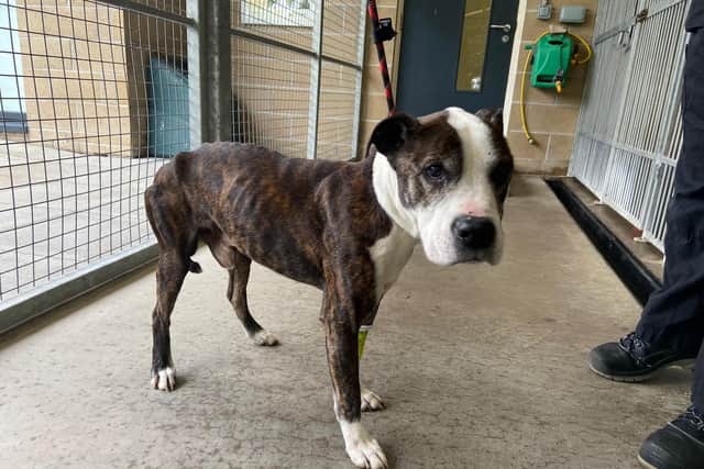 Can you help find the owner of this dog? Pic: SSPCA.