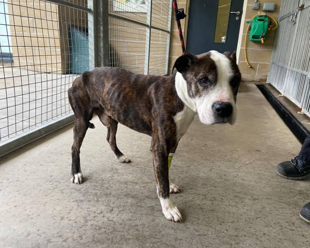 Can you help find the owner of this dog? Pic: SSPCA.