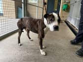 Can you help find the owner of this dog? Pic: SSPCA.