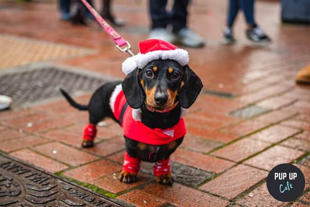 Adorable Dachshund in Christmas outfit