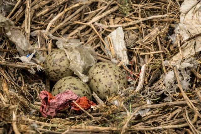 Gull nests, which are freshly built each season, were less badly affected by plastic pollution than those which are reused year after year