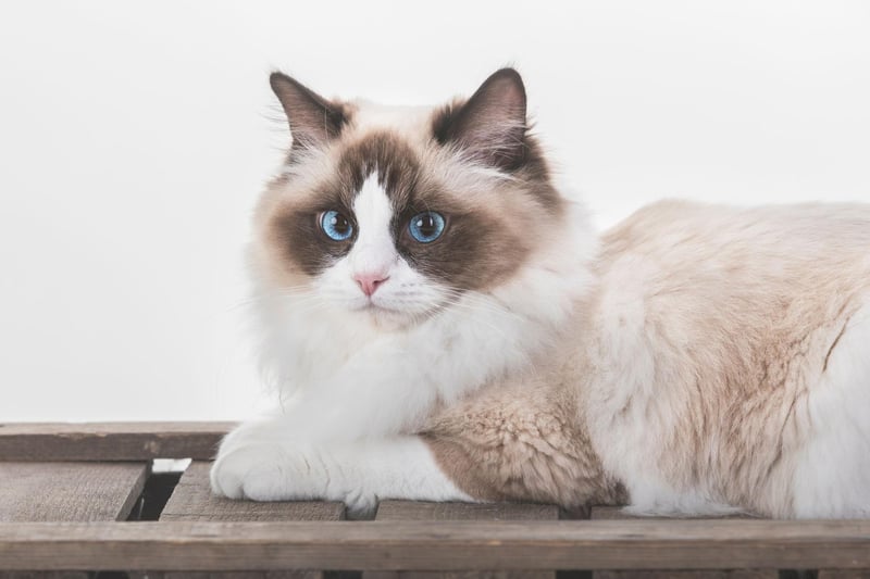 The Ragdoll cat breed is one of the cutest breeds on the globe. Said to be one of the most laid back cat breeds, they have an amazing, fluffy coat.