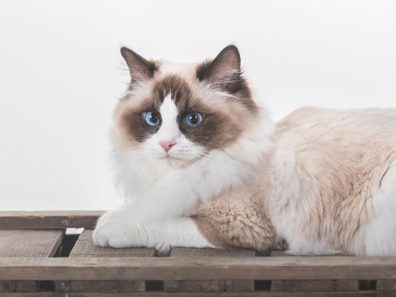 The Ragdoll cat breed is one of the cutest breeds on the globe. Said to be one of the most laid back cat breeds, they have an amazing, fluffy coat.