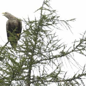 The Scottish Government is paying out £970,000 to farmers this year under the Sea Eagle Management Scheme (Picture: Dan Kitwood/Getty Images)