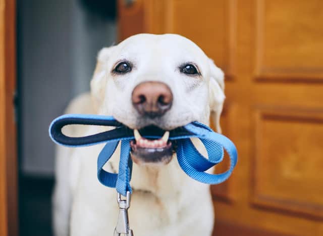 A few tips can help you and your dog get the most out of your daily walk.