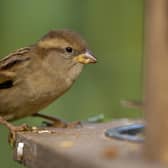 House sparrows retained the top spot as the most commonly seen garden bird in Scotland, despite a small drop in sightings