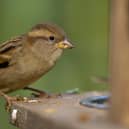 House sparrows retained the top spot as the most commonly seen garden bird in Scotland, despite a small drop in sightings