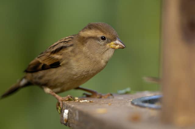 House sparrows retained the top spot as the most commonly seen garden bird in Scotland, despite a small drop in sightings