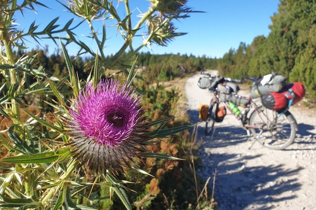 Mike said: "A glorious thistle on Rila Mountain National Park in Bulgaria reminded me of Scotland."