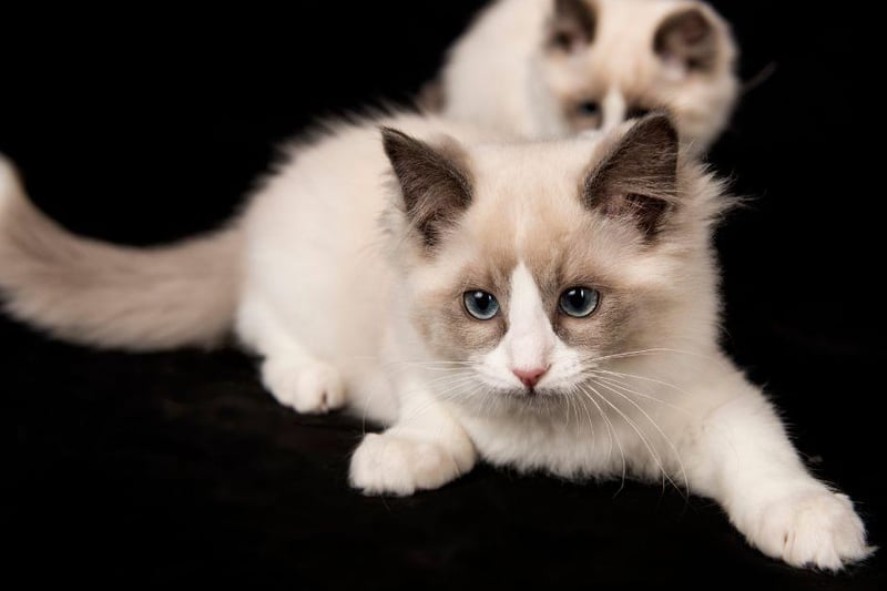 One of the most beautiful cats, they Ragdoll loves to walk around your feet and make you feel loved.