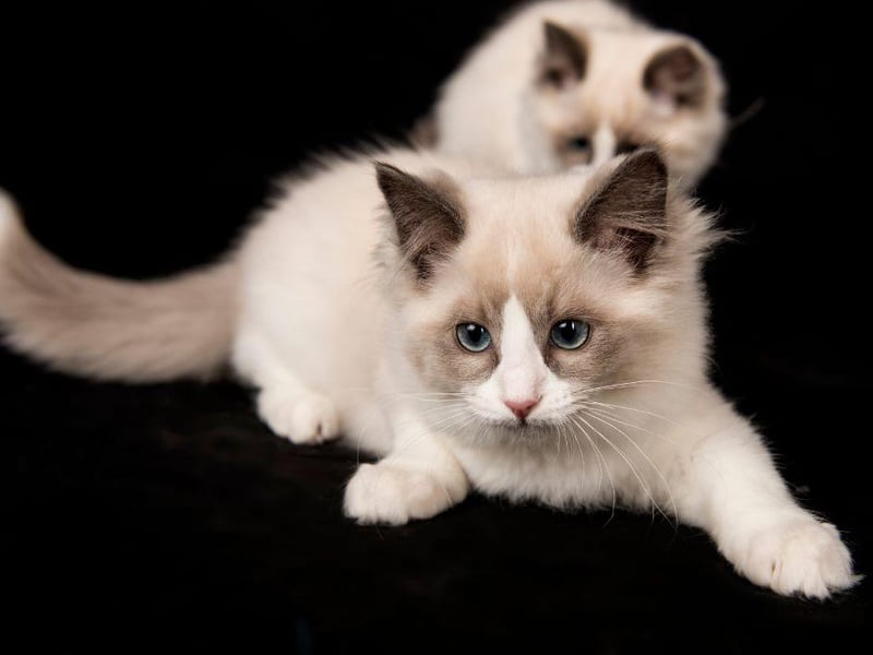 One of the most beautiful cats, they Ragdoll loves to walk around your feet and make you feel loved.