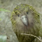 Steve the kākāpō, who featured in the first series of Animals in Therapy, is back by popular demand to launch season two in a sketch with popular actor, comedian and fellow New Zealander Rhys Darby, where the pair discuss dating tips for his species. Picture: Passion Planet/On the Edge