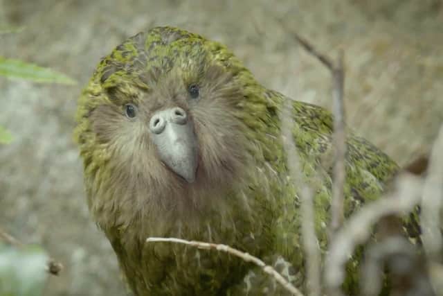 Steve the kākāpō, who featured in the first series of Animals in Therapy, is back by popular demand to launch season two in a sketch with popular actor, comedian and fellow New Zealander Rhys Darby, where the pair discuss dating tips for his species. Picture: Passion Planet/On the Edge