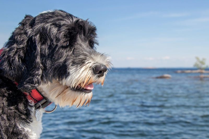Another breed that has webbed feet perfect for swimming, the Portuguese Water Dog was used by fishermen to herd fish into nets and collect lost equipment from the sea.