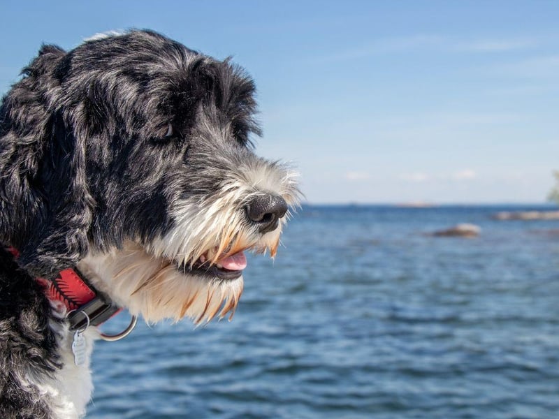 Another breed that has webbed feet perfect for swimming, the Portuguese Water Dog was used by fishermen to herd fish into nets and collect lost equipment from the sea.