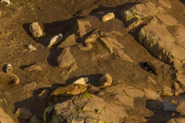 Seals on Craigleith Island.