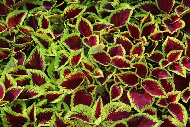 Who needs flowers when you have leaves as pretty as that of the Coleus plant. Handily they come in varieties that enjoy both shade and sun - just pick the best one for your outlook.