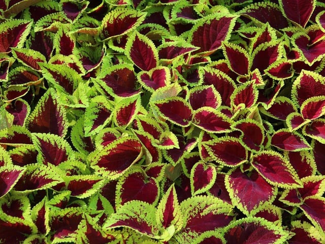 Who needs flowers when you have leaves as pretty as that of the Coleus plant. Handily they come in varieties that enjoy both shade and sun - just pick the best one for your outlook.