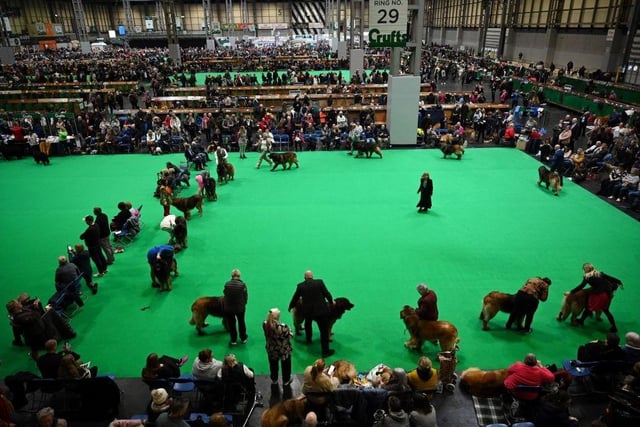 Leonberger dogs are judged in a parade ring on the second day of the Crufts dog show.