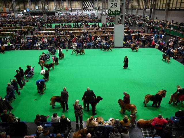 Leonberger dogs are judged in a parade ring on the second day of the Crufts dog show.