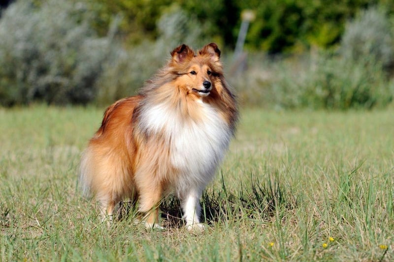 The Shetland Sheepdog is another dog that has been bred to herd sheep, meaning teaching it to simply 'sit and stay' should be easy.