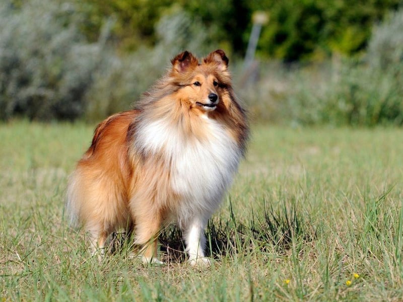 The Shetland Sheepdog is another dog that has been bred to herd sheep, meaning teaching it to simply 'sit and stay' should be easy.