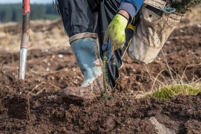 Despite failure to achieve the overall annual woodland creation target, the goal for new native trees was exceeded by almost 10 per cent -- with an extra 360 hectares planted