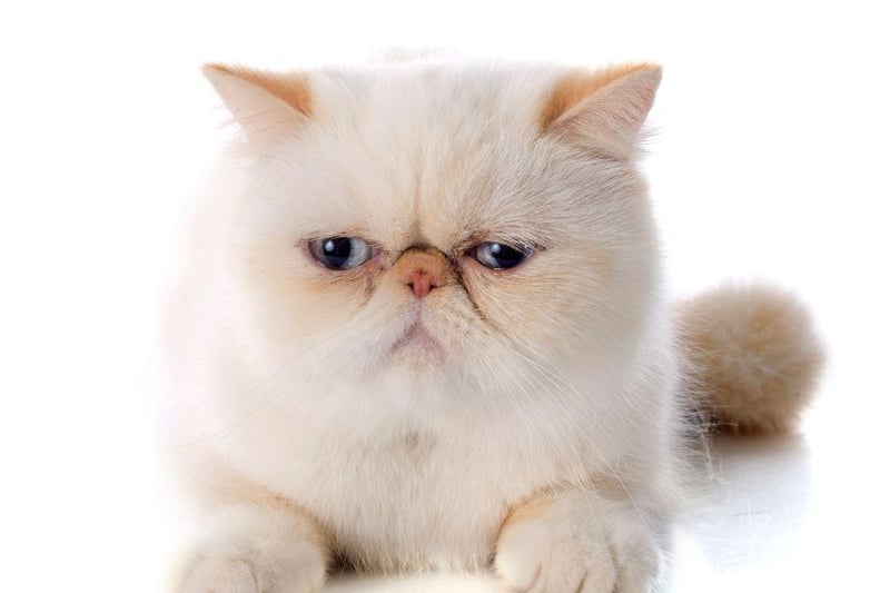 This loving breed is similar to the Persian cat breed, meaning they can have issues with breathing due to their short noses and flat face - though they remain one of the most amazing cat breeds to adopt.