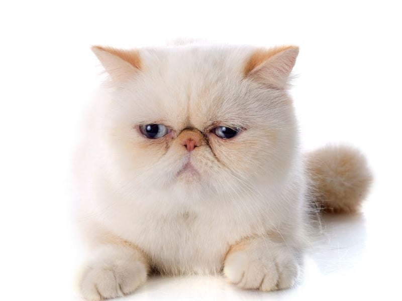 This loving breed is similar to the Persian cat breed, meaning they can have issues with breathing due to their short noses and flat face - though they remain one of the most amazing cat breeds to adopt.