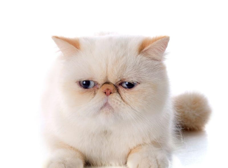 This loving breed is similar to the Persian cat breed, meaning they can have issues with breathing due to their short noses and flat face - though they remain one of the most amazing cat breeds to adopt.
