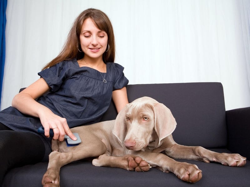 The Weimaraner needs plenty of exercise to stay happy and healthy but, short of a bath if they roll in something unpleasant, their velvety coat barely needs brushed.