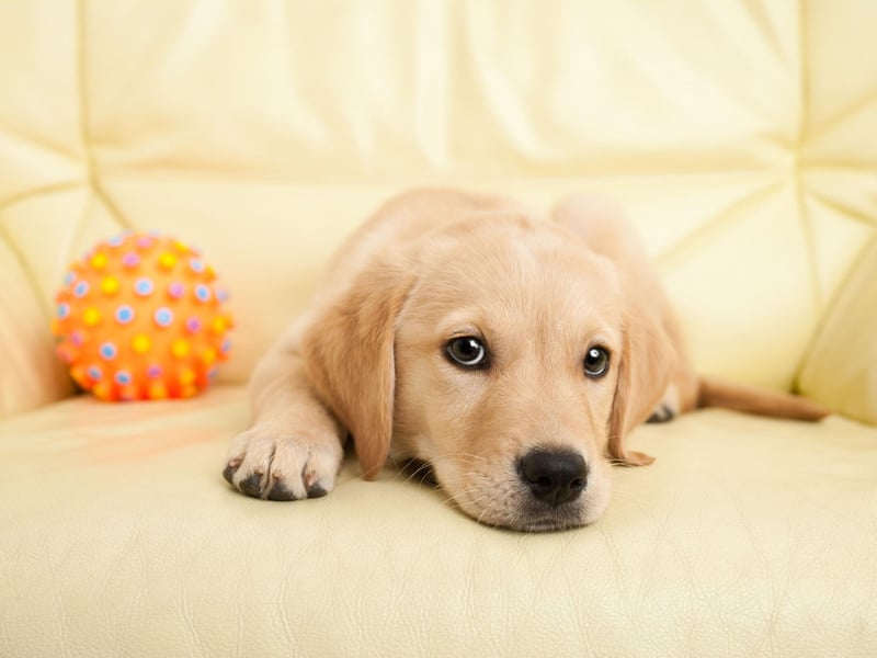 Buddy was the name of US President Bill Clinton's Labrador Retriever. It's a popular name outside the White House too, coming in at 8th in our list, and simply means 'friend'.