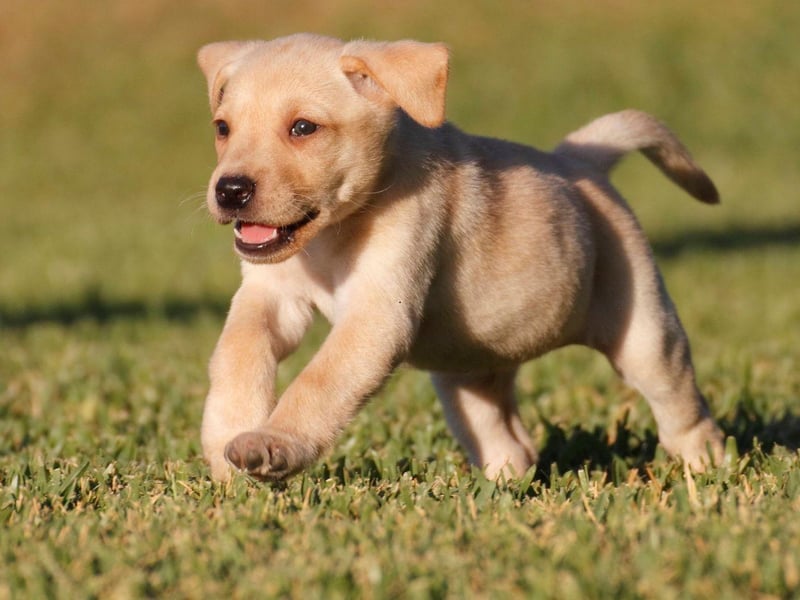 Many first-time Labrador Retriever owners are amazed by how much hair their new pet sheds. The UK's most popular dog breed may have a neat and short coat that requires very little grooming, but they constantly shed all year round, leaving labrador-shaped piles of hair in favourite sleeping spots.