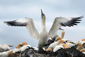 More than 1,000 dead seabirds have been found on beaches across Aberdeenshire in what is suspected to be a devastating outbreak of bird flu in the area (David Cheskin/PA)