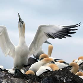 Seabirds at risk because of proposed windfarm development 