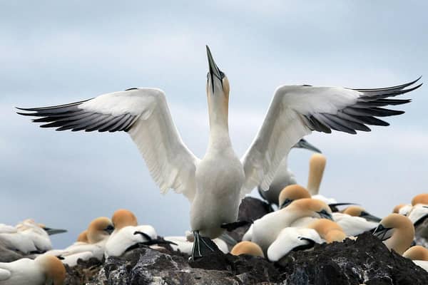 Seabirds at risk because of proposed windfarm development 