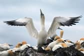 Seabirds at risk because of proposed windfarm development 
