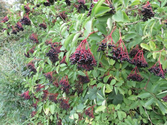 A fruit laden elderberry bush