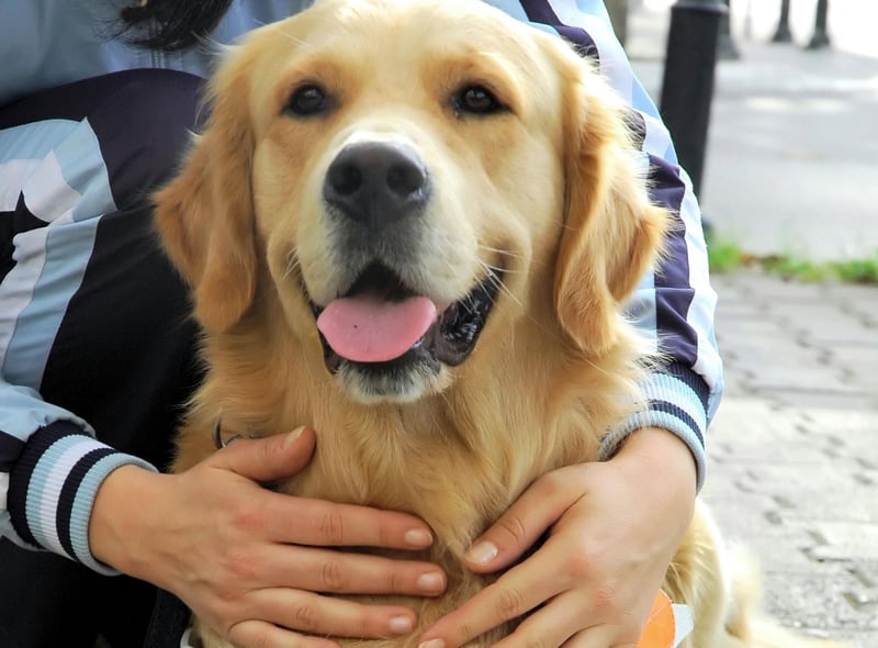 What is true of the Labrador Retriever tends to also be the case for their close cousin the Golden Retriever. This includes that they make great guide dogs, dedicated to their owner with a loving and relaxed personality.