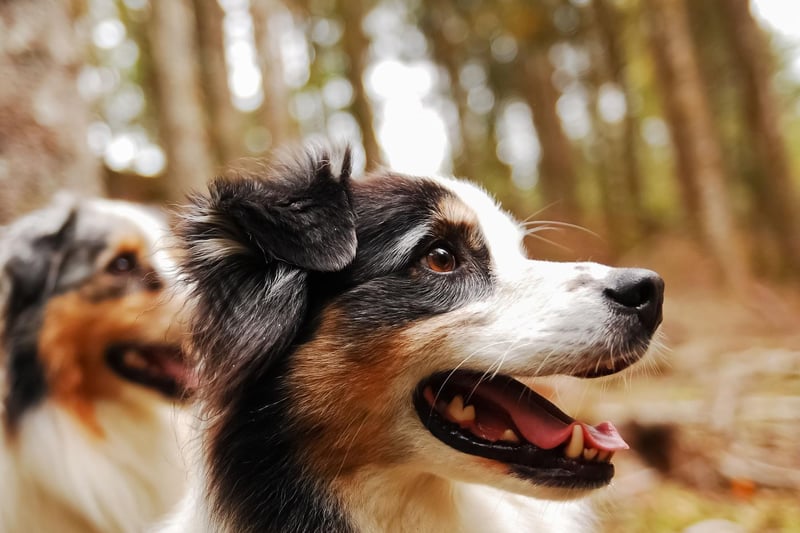 Despite the name, the Australian Shepherd was actually first bred in America to herd animals in vast ranches in the middle of nowhere. A small city flat couldn't be further away from their natural environment and may even make this most friendly of breeds turn aggressive.