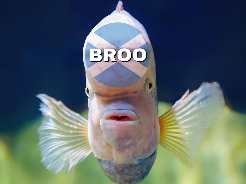 Related to body parts like “eyebrow” or “forehead” according to the Dictionary of the Scots Language. If we say “to lat doon a broo” it means to show displeasure.