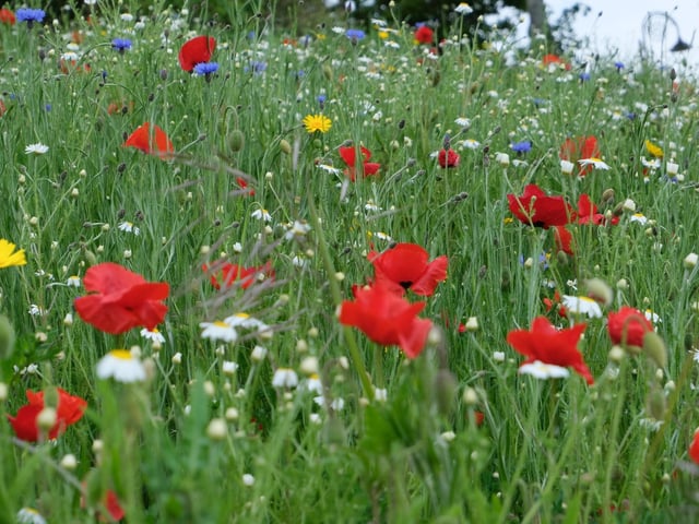 June is the peak month for wildflowers across Britain, with more in bloom than at any other time. From red poppies and blue cornflowers, to colourful daisies and foxgloves, it's impossible to miss them, but look closer and you may find rarer and more unusual blooms, including many of the 52 different species of orchid found in the UK. Grab an identification guide and see how many you can tick off.
