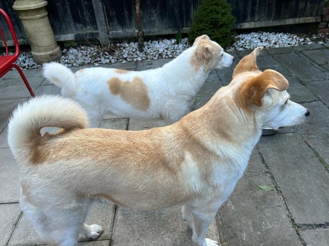 Rosa and Peanut