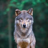 Wolves are thought to have survived in Scotland into the 18th century