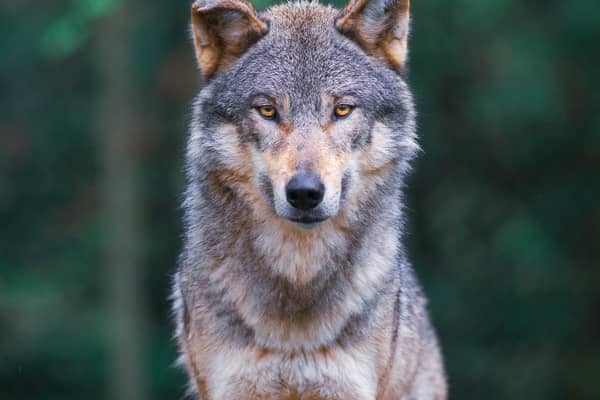 Wolves are thought to have survived in Scotland into the 18th century