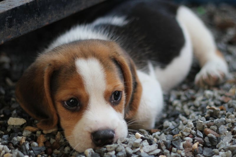 The word Beagle was originally used for any dog from the hound group of breeds and comes from a combination of the French words 'beer', meaning 'open', and 'guile', meaning throat.
