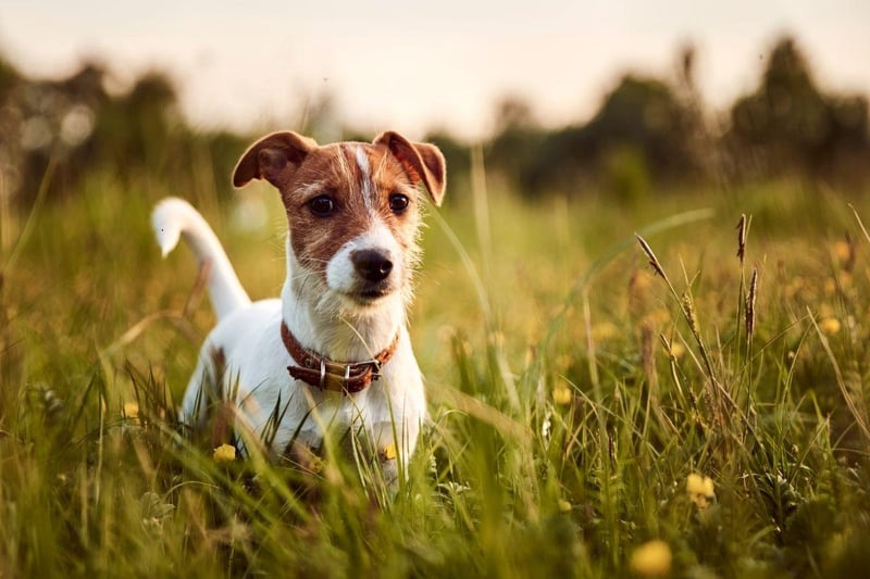 Another small dog with a long life, the Jack Russell can also live for up to 20 years, although tend to average a lifespan closer to 16 years.