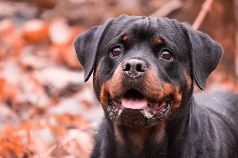 The Rottweiler sometimes gets an undeserved bad repuation due to its chilling starring role in horror movie The Omen. Other notable entries in their 153 credits include Alien 3, Candyman and Amores Perros.