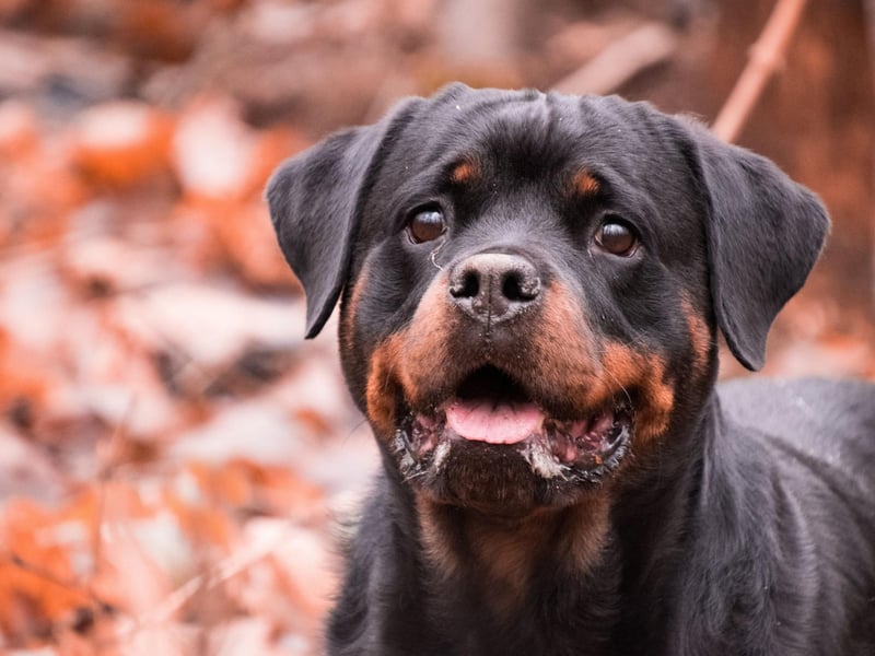 The Rottweiler sometimes gets an undeserved bad repuation due to its chilling starring role in horror movie The Omen. Other notable entries in their 153 credits include Alien 3, Candyman and Amores Perros.